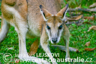 Austrálie | klokan wallaby