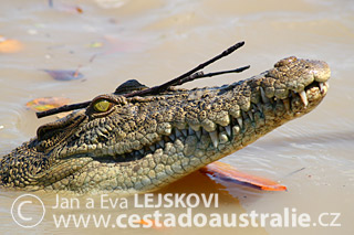 Austrálie | krokodýl saltie