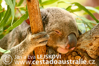 Koala medvídkovitá